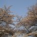 20060401_shimizupark_013